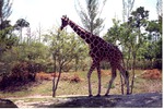 [1980/2000] Reticulated giraffe in the shade walking through its habitat at Miami Metrozoo