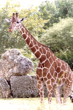 Reticulated giraffe standing in its habitat at Miami Metrozoo