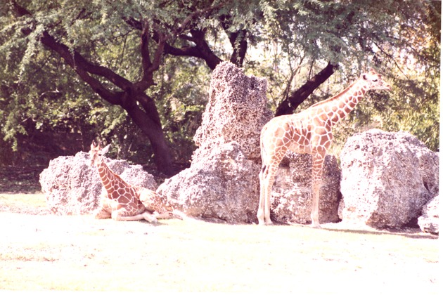 Two younger reticulated giraffes in front of some boulders at Miami Metrozoo