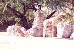 [1980/2000] Two younger reticulated giraffes in front of some boulders at Miami Metrozoo