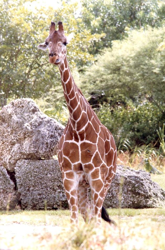 Reticulated giraffe standing in front of some boulders in its habitat at Miami Metrozoo