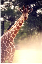 [1980/2000] Reticulated giraffe facing the camera in its habitat at Miami Metrozoo