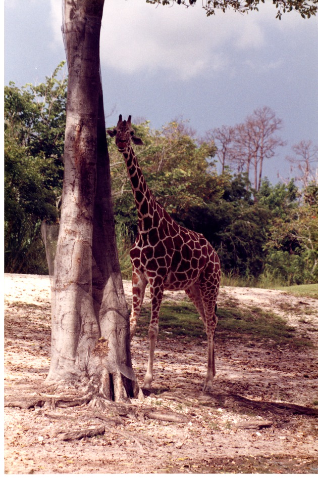 Reticulated giraffe in the shade behind a tree at Miami Metrozoo