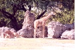 Two reticulated giraffes and a zebra besides some boulders at Miami Metrozoo