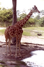 Reticulated giraffe standing beside a pool of water at Miami Metrozoo