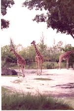 [1980/2000] Three reticulated giraffes wandering their habitat at Miami Metrozoo