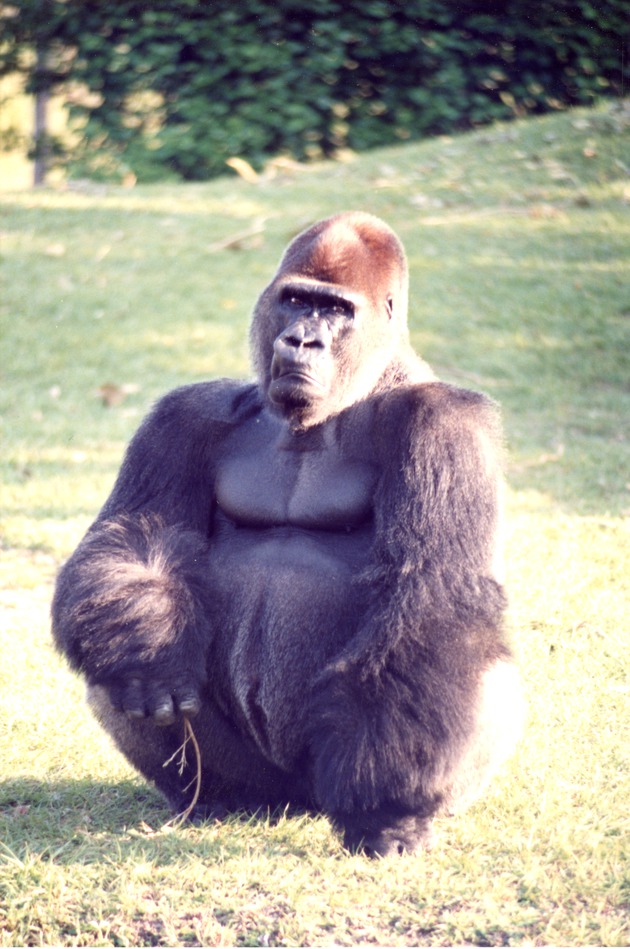 Western lowland gorilla crouched on the ground of its habitat at Miami Metrozoo