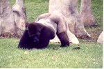 [1980/2000] Adult male western lowland gorilla on its elbows and feet in its habitat at Miami Metrozoo