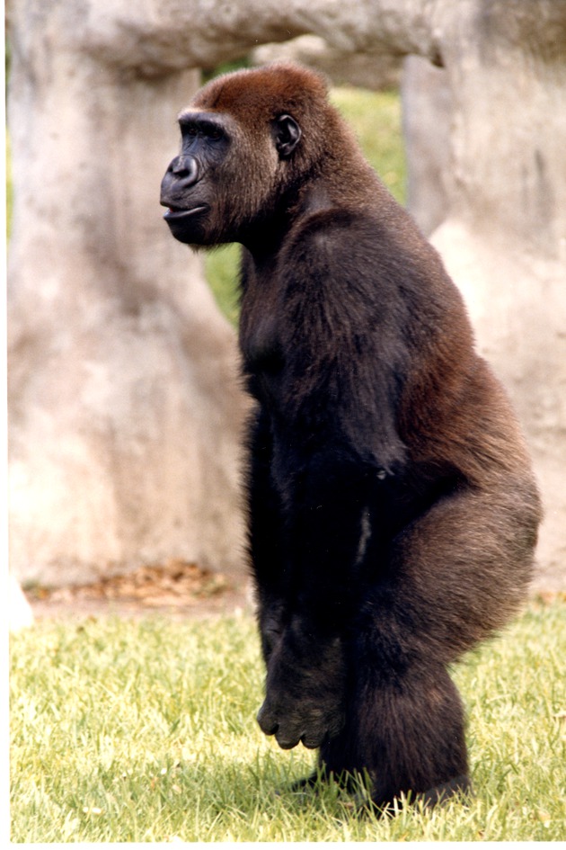 Female Lowland gorilla standing in its habitat at Miami Metrozoo