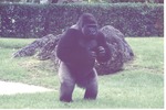 [1980/2000] Adult male Lowland gorilla raising its hands to its chest at Miami Metrozoo