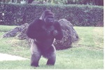 [1980/2000] Adult male lowland gorilla putting its fists to its chest at Miami Metrozoo