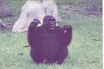[1980/2000] Female lowland gorilla with hands to its shoulders in its habitat at Miami Metrozoo