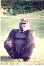 [1980/2000] Adult male lowland gorilla crouched in its habitat at Miami Metrozoo