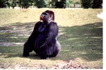 [1980/2000] Adult male lowland gorilla howling in its habitat at Miami Metrozoo