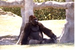Adult male lowland gorilla seated against a tree in its habitat at Miami Metrozoo