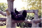 Lowland gorilla laying on tree structure in its habitat at Miami Metrozoo