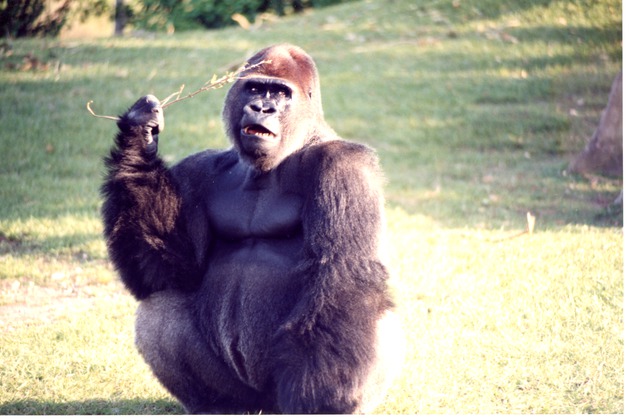 Adult male lowland gorilla holding a stick while seated in its habitat at Miami Metrozoo