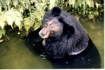 Asiatic Black bear semi-submerged in habitat pool at Miami Metrozoo