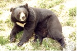 Asiatic Black bear laying against a hillside at Miami Metrozoo