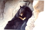 Asiatic black bear seated against a rock wall at Miami Metrozoo