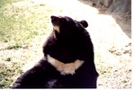 Asiatic black bear leaning its head back at Miami Metrozoo