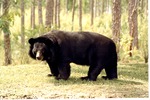 Asiatic black bear walking through its habitat at Miami Metrozoo