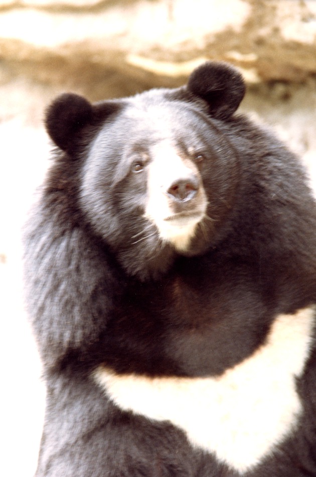 Close-up of an Asiatic black bear at Miami Metrozoo