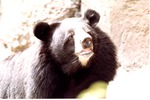 Asiatic black bear with its mouth slightly ajar at Miami Metrozoo