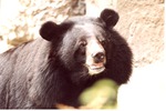 Asiatic black bear with its mouth slightly open at Miami Metrozoo