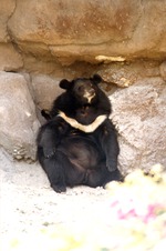 Asiatic black bear seated back against a rock wall at Miami Metrozoo