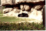 Two Asiatic Black bears laying on one another at Miami Metrozoo