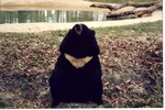 Asiatic black bear seated upright beside a pool at Miami Metrozoo