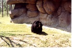 Asiatic black bear sitting in its habitat at Miami Metrozoo