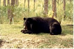 Asiatic black bear laying down on a hill in Miami Metrozoo