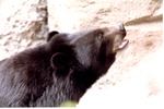 Asiatic black bear growling at Miami Metrozoo
