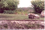 Herd of impala running through their habitat at Miami Metrozoo
