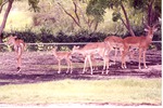 Herd of impala including a young one and a male grazing at Miami Metrozoo