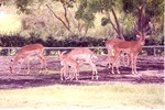 Herd of impala grazing in their habitat at Miami Metrozoo