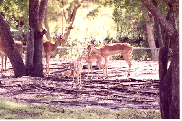 Female impalas and their young gathered grazing together at Miami Metrozoo