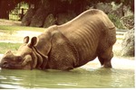 Indian rhinoceros, or greater one-horned rhinoceros, submerging itself at Miami Metrozoo