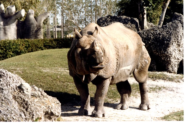 Indian rhinoceros standing beside boulders in its habitat at Miami Metrozoo