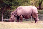 Indian rhinoceros missing its horn grazing in its habitat at Miami Metrozoo