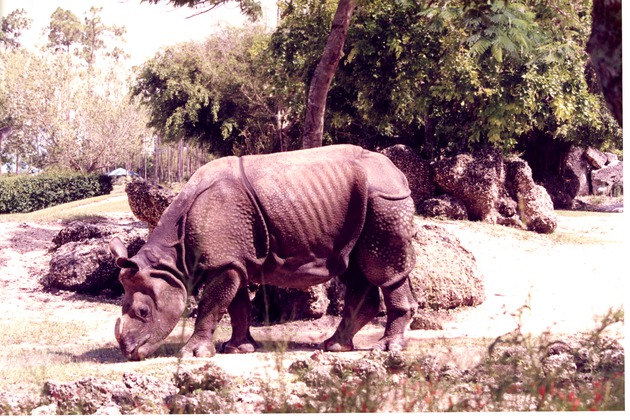 Indian rhinoceros missing its horn grazing around its habitat at Miami Metrozoo