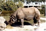 Indian rhinoceros eating hay in its habitat at Miami Metrozoo
