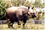 Indian rhinoceros standing proudly in its habitat at Miami Metrozoo