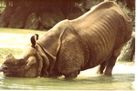Indian rhinoceros submerging itself in its habitat pool at Miami Metrozoo