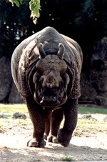 Front view of an Indian rhinoceros in its habitat at Miami Metrozoo