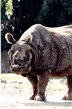 Older Indian rhinoceros standing in its habitat at Miami Metrozoo