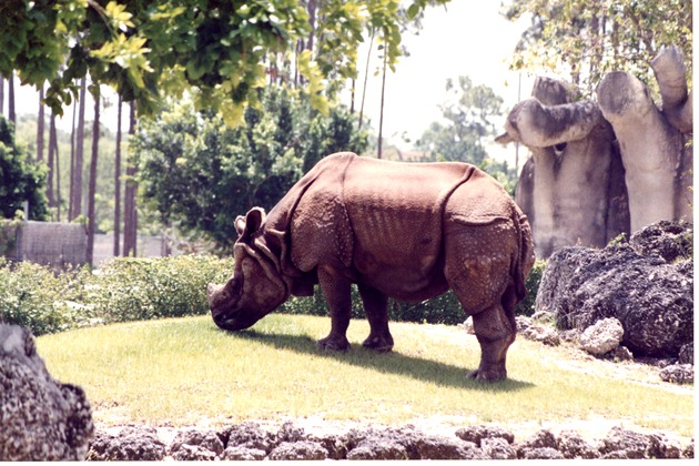 Indian rhinoceros grazing in a field in its habitat at Miami Metrozoo
