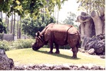 [1980/2000] Indian rhinoceros grazing in a field in its habitat at Miami Metrozoo